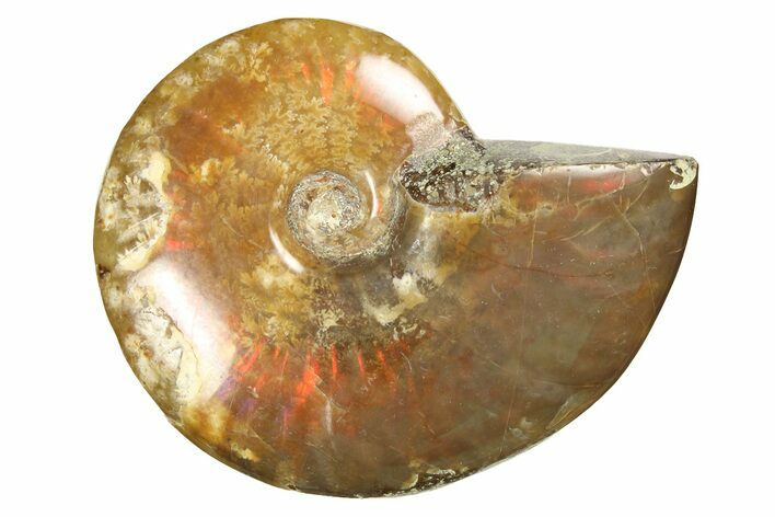 Red Flash Ammonite Fossil - Madagascar #187248